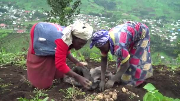 農村部のアフリカ畑で農業を営む女性たち — ストック動画