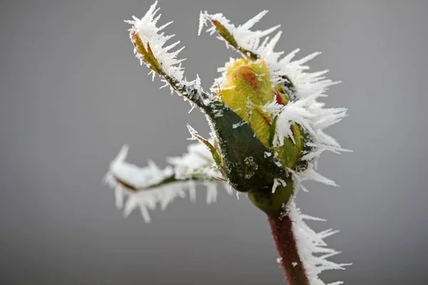 Gelbe Rosenknospe Mit Morgenfrost Winter Bedeckt Nahaufnahme Floraler Hintergrund — Stockfoto