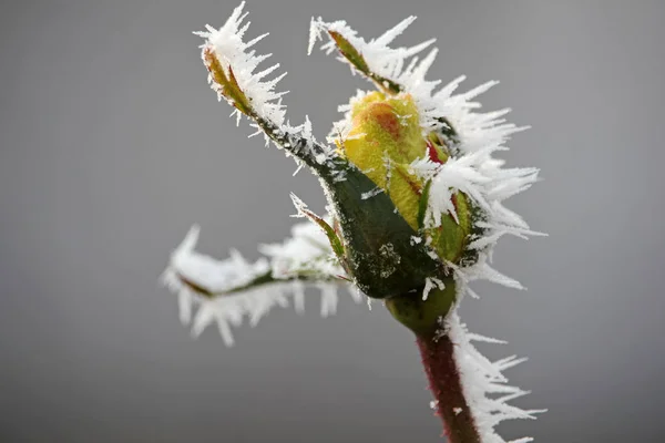 Brote Rosa Amarilla Cubierto Con Heladas Matutinas Invierno Fondo Floral — Foto de Stock