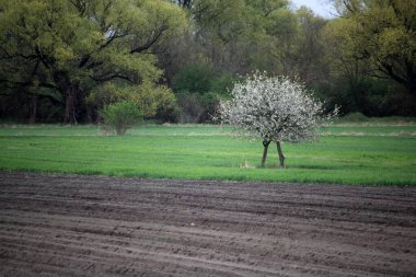 Beyaz çiçek açan ağaç doğa arka planı, bahar ağacı, bahar arkaplanı