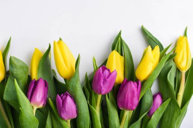 Beyaz arka planda sarı ve mor laleler