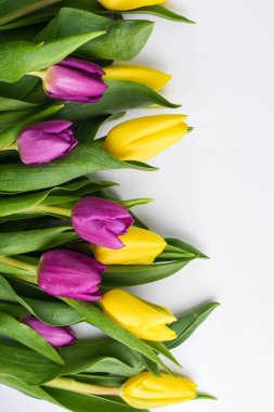 Beyaz arka planda sarı ve mor laleler