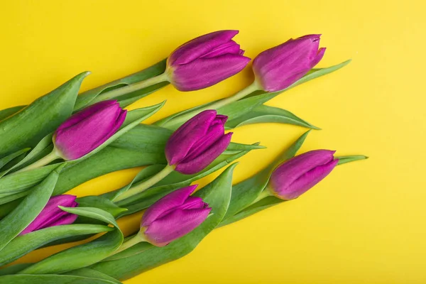 Fialové tulipány na žlutém podkladu — Stock fotografie