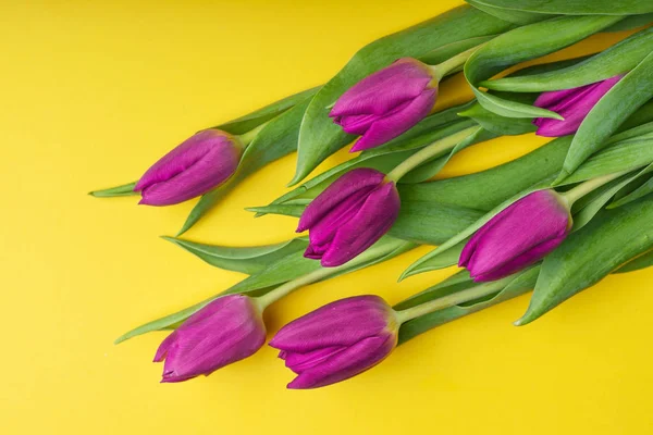 Fialové tulipány na žlutém podkladu — Stock fotografie