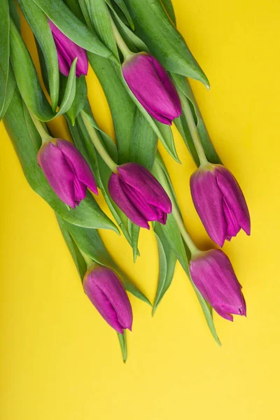 Violet tulips on yellow background