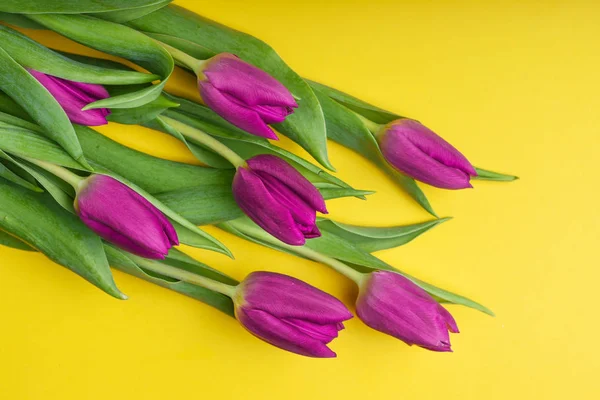 Fialové tulipány na žlutém podkladu — Stock fotografie