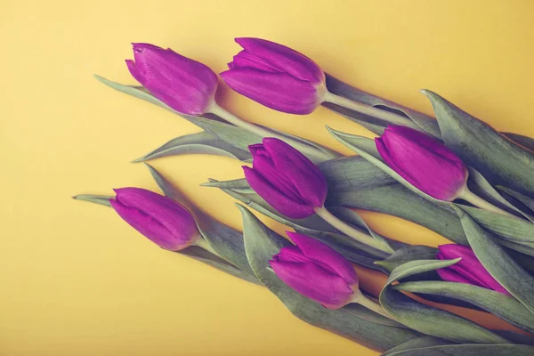 Violet tulpen op gele achtergrond — Stockfoto