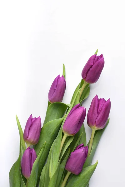 Bunch of purple tulips on white — Stock Photo, Image