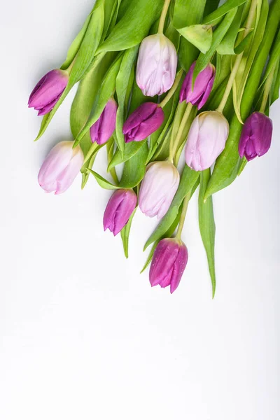 Banda fialové tulipány na bílém pozadí — Stock fotografie