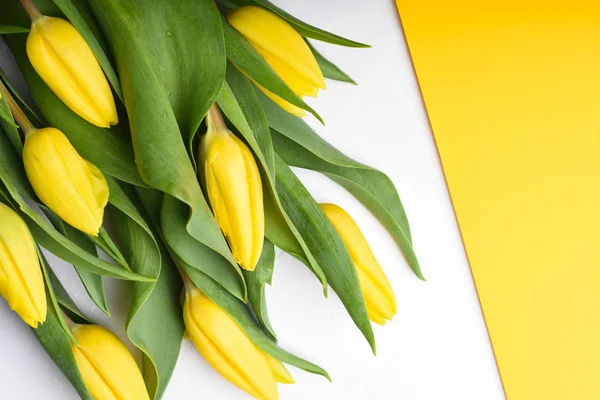 Frühling Hintergrund. Strauß gelber Tulpen auf weißem Grund — Stockfoto