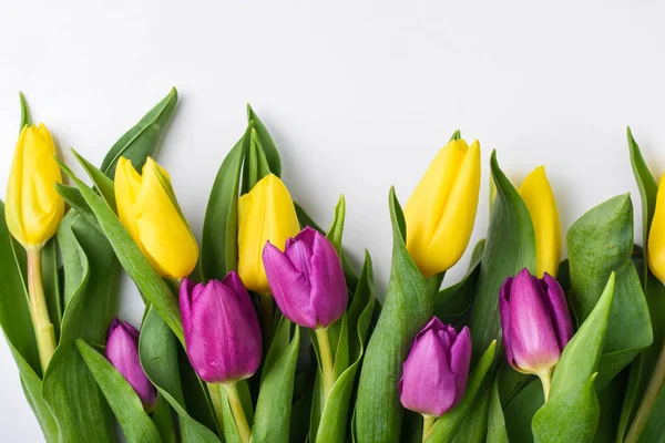 Gelbe und violette Tulpen auf weißem Hintergrund — Stockfoto