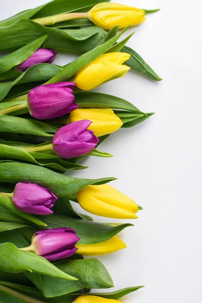 Žluté a fialové tulipány na bílém pozadí — Stock fotografie