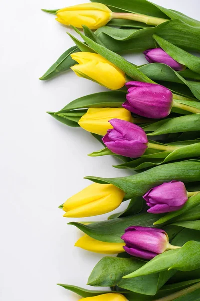 Žluté a fialové tulipány na bílém pozadí — Stock fotografie