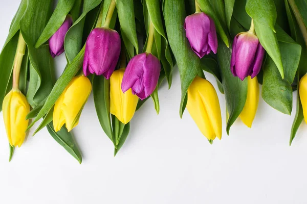 Gelbe und violette Tulpen auf weißem Hintergrund — Stockfoto