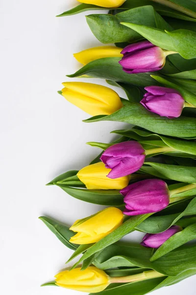 Žluté a fialové tulipány na bílém pozadí — Stock fotografie