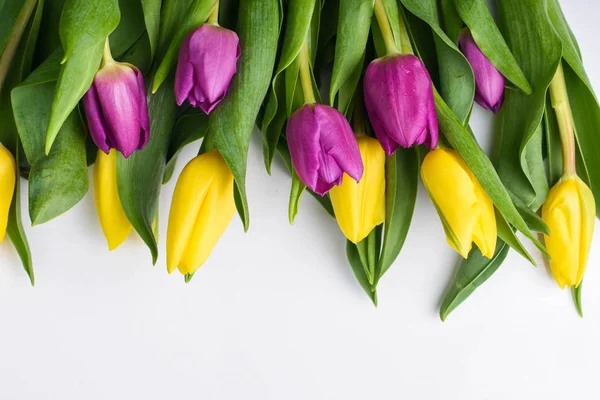 Gelbe und violette Tulpen auf weißem Hintergrund — Stockfoto