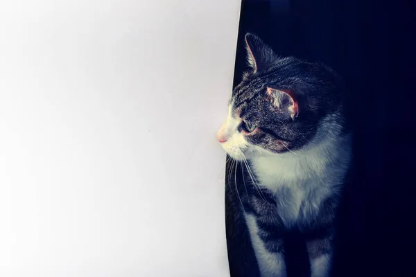 Γκρι τιγρέ γάτα μοιάζει σε ανοιχτόχρωμο φόντο. — Φωτογραφία Αρχείου