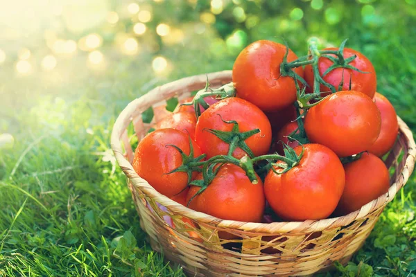 Tomates frescos al aire libre — Foto de Stock