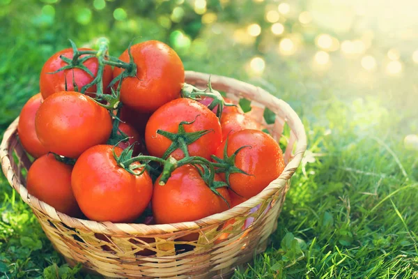 Tomates frescos al aire libre — Foto de Stock