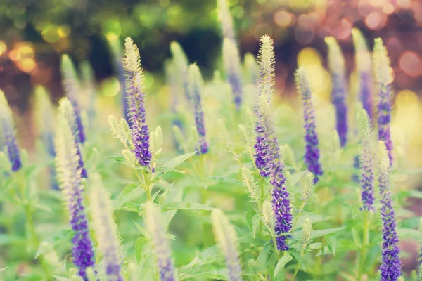 自然の花の背景 — ストック写真