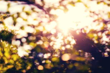 Yeşil doğa bokeh dairesel şekil, arka plan.