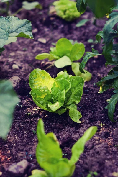 Organic food. Vegetable garden