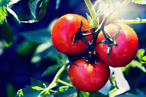 Tomates naturales maduros que crecen en una rama en un invernadero — Foto de Stock