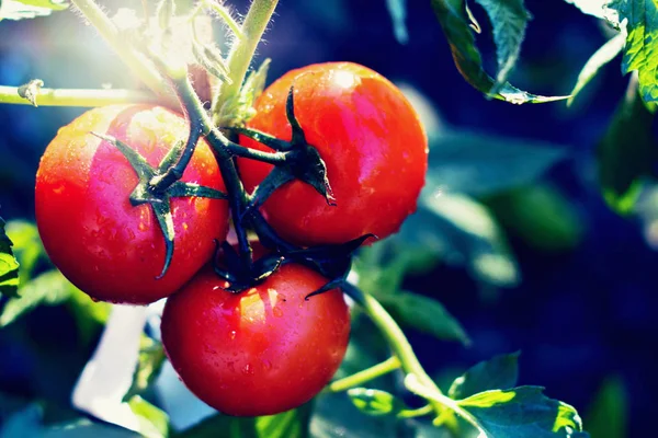 Tomates naturales maduros que crecen en una rama en un invernadero — Foto de Stock