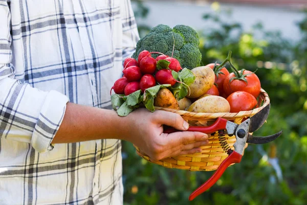 Hombre que lleva verduras recién cosechadas en el jardín — Foto de Stock