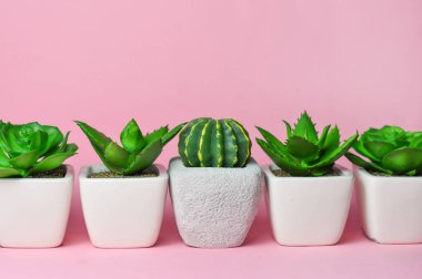 Farklı succulents ve kaktüs tencere parlak zemin üzerine