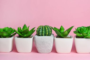 Farklı succulents ve kaktüs tencere parlak zemin üzerine