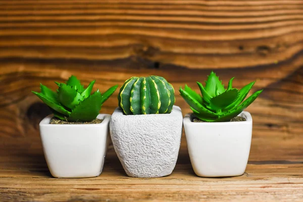 Különböző Pozsgás Növények Kaktusz Cserépben Rusztikus Háttér — Stock Fotó