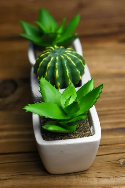 Különböző Pozsgás Növények Kaktusz Cserépben Rusztikus Háttér — Stock Fotó