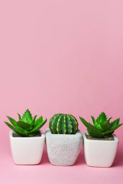 Farklı succulents ve kaktüs tencere parlak zemin üzerine