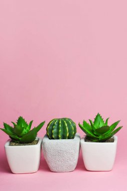 Farklı succulents ve kaktüs tencere parlak zemin üzerine