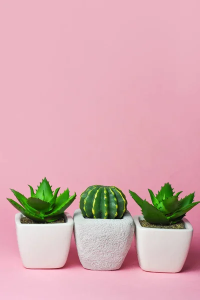 Jiné Sukulenty Kaktusy Květináčích Světlé Pozadí — Stock fotografie