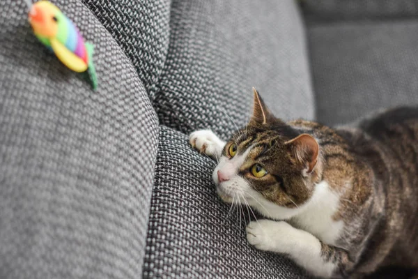 Şirin Kedi Oyuncakla Evde Oynamak — Stok fotoğraf