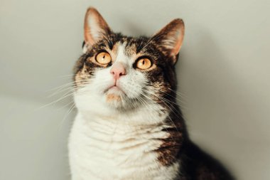 Sevimli kedi portresi