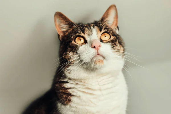 Χαριτωμένο Πορτρέτο Της Γάτας — Φωτογραφία Αρχείου
