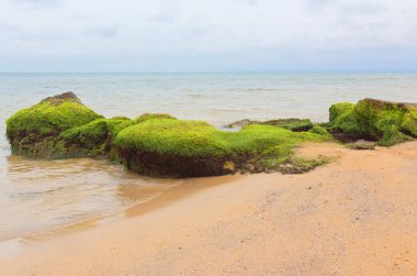 Yeşil algler kayalarda. Deniz gelgit.