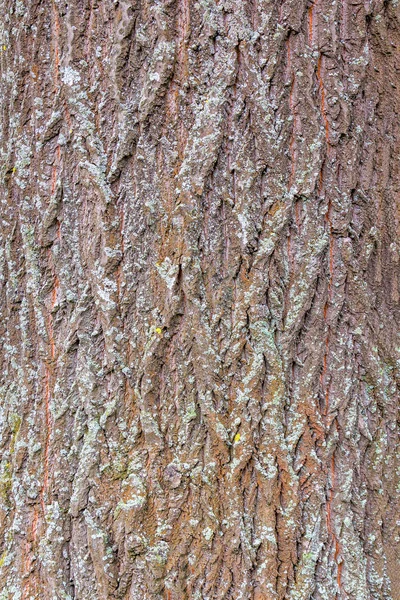 Eski ahşap dokusu. Mockup. Sorunsuz doku. Vinyet etkisi