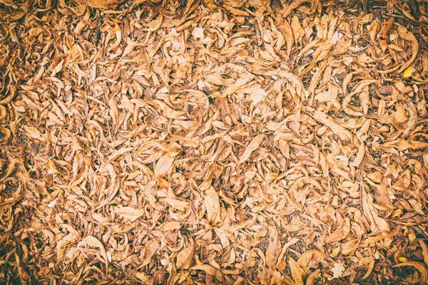 Textura de hojas de otoño. Burla. —  Fotos de Stock