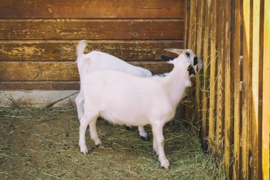 Genç keçi içinde belgili tanımlık kafes. Hayvanat Bahçesi