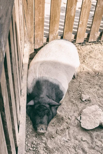 Μεγάλο γουρούνι κοιμάται μέσα στο κλουβί. Ζωολογικός Κήπος — Φωτογραφία Αρχείου