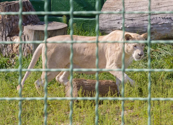 Leonessa dietro le sbarre allo zoo. Animali in cattività — Foto Stock