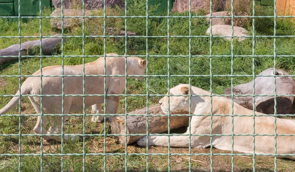 Львица за решеткой в зоопарке. Животные в плену — стоковое фото