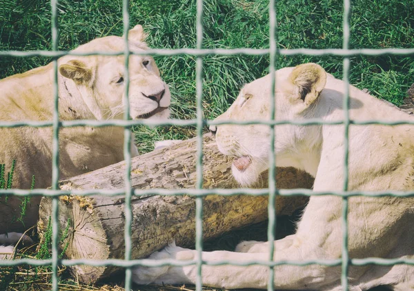 Lionne derrière les barreaux au zoo. Animaux en captivité — Photo