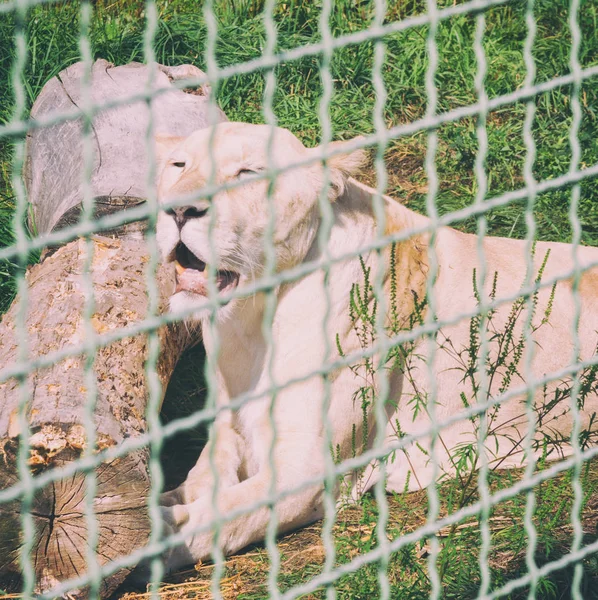 Λέαινα πίσω από τα κάγκελα στο ζωολογικό κήπο. Ζώα σε αιχμαλωσία — Φωτογραφία Αρχείου