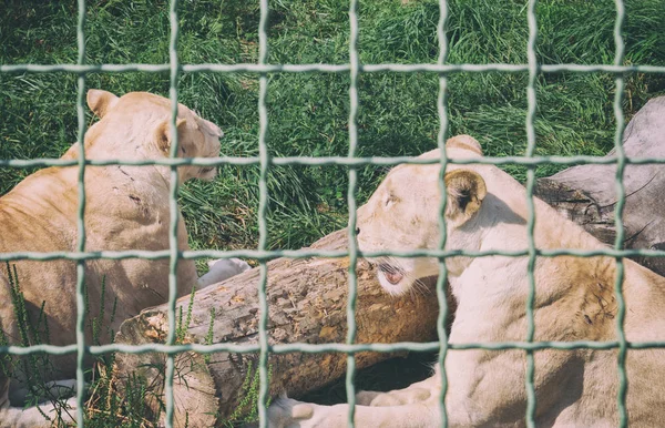 Λέαινα πίσω από τα κάγκελα στο ζωολογικό κήπο. Ζώα σε αιχμαλωσία — Φωτογραφία Αρχείου