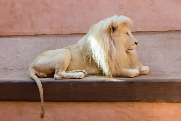 Leone selvatico che posa allo zoo. Animali in cattività — Foto Stock